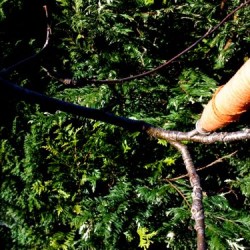 cotton bobbin on rowan tree