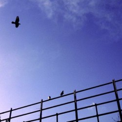 bluesky with bird flying and two birds on railings