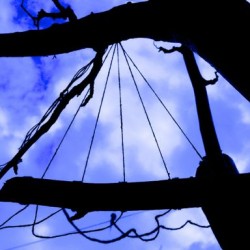 blue sky with five threads on rowan tree